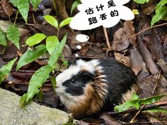 -火炉山森林公园