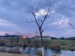 -瑶湖郊野森林公园