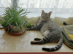 -美联众合宠物医院·爱萌分院·内外科·猫科中心