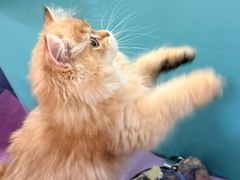 -北京观赏动物医院·24小时大型综合·猫专科·异宠专科