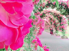 -广富林郊野公园