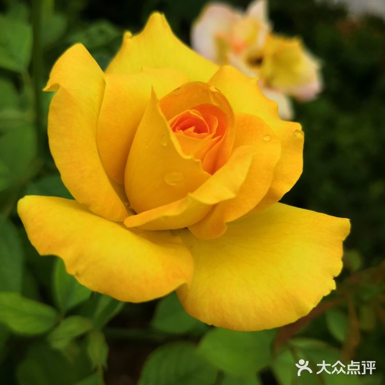 廊坊御龙河公园在廊坊市南端，西昌路两侧沿河公园