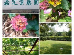 -嘉定紫藤园