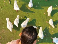 -成都华侨城欢乐里