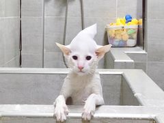 猫咪SPA-Double Rui宠物酒店