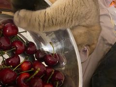 -东方名猫馆·英短金渐层布偶猫舍(环线广场1号楼店)