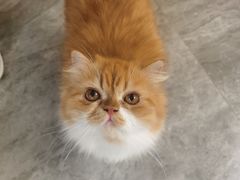 -More Fun猫咖 二十只万元加菲主题