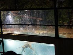 -清迈夜间动物园