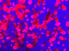 -多彩贵州城极地海洋世界