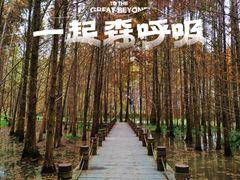 -桤木河湿地公园