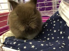 -钓仓鼠(洋桥北里小区店)