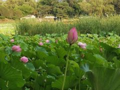 -圆明园停车场