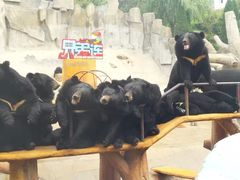 -东方熊牧场