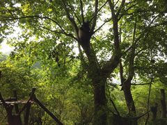景点-成都大熊猫繁育研究基地