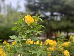 -元大都城垣遗址公园