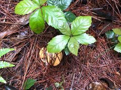 -铁山坪森林公园