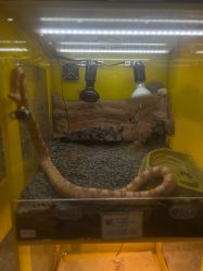 -神奇动物撸宠馆·羊驼·小浣熊·异宠(豫园店)