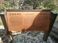 -香雪海