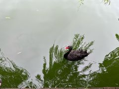 -成都动物园