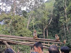 -西双版纳原始森林公园