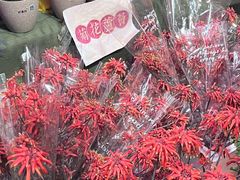-越秀西湖花市(广州城市广场花卉店)