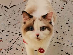 -喵喵咪呀布偶猫咖(春熙路店)