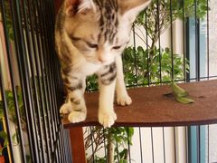 -多卡布奇宠物生活馆(上林世家店)