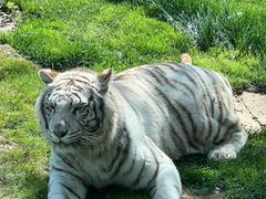 -北京野生动物园