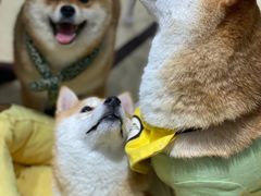 -逗柴咖啡屋·狗咖猫咖宠物桌游