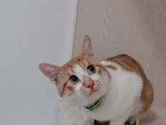 -汪喵宠物医院·骨科心脏影像·犬猫急重症ICU诊疗中心(成华分院)