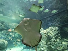 -瑞普利水族馆