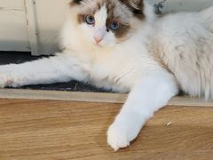 -COLOR PETS 撸猫馆·购猫·猫咖(长风大悦城店)
