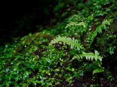 -上色见熊野座神社