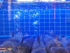 -蛙一刀·麻椒鱼火锅(金仙桥店)