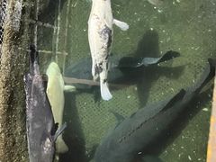 -蓝湾碧波·老字号·疍家非遗海上餐厅