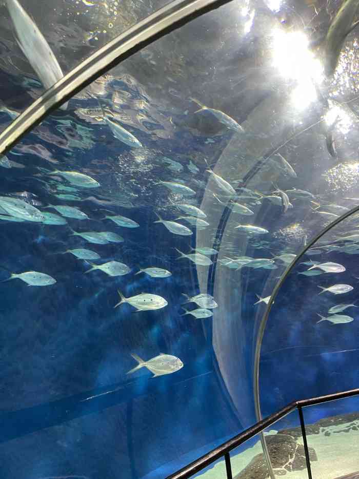 上海海洋水族館