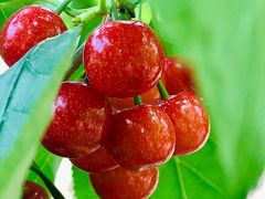 -樱桃山旅游景区