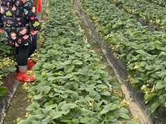 -喜杨洋草莓采摘园