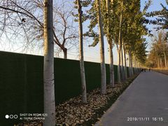 -大兴滨河森林公园