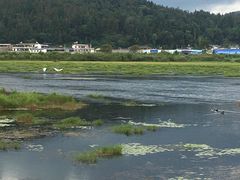 -腾冲北海湿地