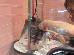 -FAELING PETS美天灵宠物(合生汇店)