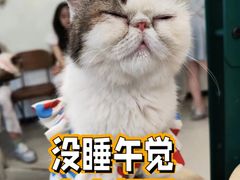 -共舞时光猫咖·狗咖(新街口店)