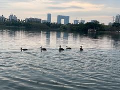 -海珠湖公园