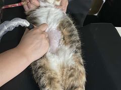 -乐派堂宠物医院·猫友好· 心脏科(东街店)