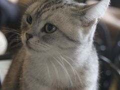 -猫猫幼稚园·撸猫·桌游·电玩