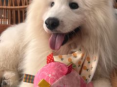 -星多哈·狗咖·拼豆·咖啡
