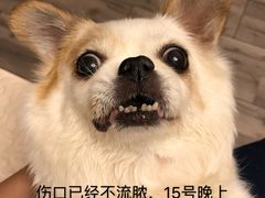 -东方动物医院·宠保定点·骨科·转诊中心(春城路·昆明站分院)