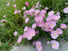 -九里河湿地公园