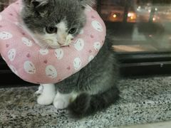 -福懋动物医院·犬猫全科·外科·重症科(杏林分院)
