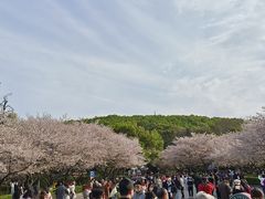 -武汉大学-樱园